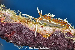 Phydiana Indica on a dead whip coral brach by Stephan Pelletier 